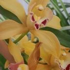 ELTE Füvészkert Budapest - Egyéb