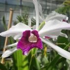 ELTE Füvészkert Budapest - Egyéb