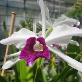 ELTE Füvészkert, Budapest - Egyéb