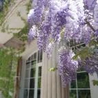 ELTE Füvészkert Budapest - Egyéb