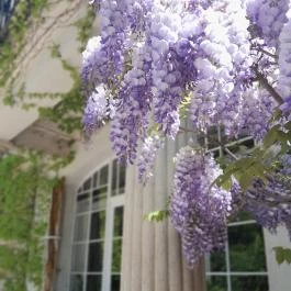 ELTE Füvészkert, Budapest - Egyéb