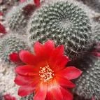 ELTE Füvészkert Budapest - Egyéb