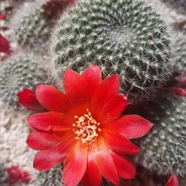 ELTE Füvészkert, Budapest - Egyéb