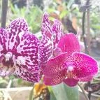 ELTE Füvészkert Budapest - Egyéb