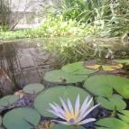 ELTE Füvészkert Budapest - Egyéb