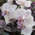 ELTE Füvészkert Budapest - Egyéb