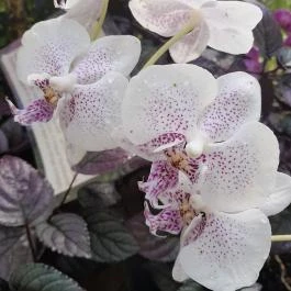 ELTE Füvészkert, Budapest - Egyéb