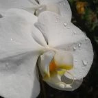 ELTE Füvészkert Budapest - Egyéb