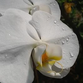 ELTE Füvészkert, Budapest - Egyéb