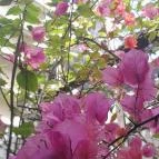 ELTE Füvészkert Budapest - Egyéb