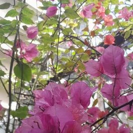 ELTE Füvészkert, Budapest - Egyéb