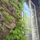 ELTE Füvészkert Budapest - Egyéb