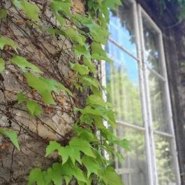 ELTE Füvészkert, Budapest - Egyéb