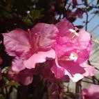 ELTE Füvészkert Budapest - Egyéb