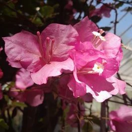 ELTE Füvészkert, Budapest - Egyéb