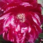 ELTE Füvészkert Budapest - Egyéb