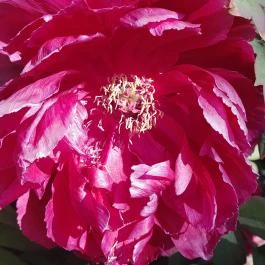 ELTE Füvészkert, Budapest - Egyéb