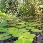 ELTE Füvészkert Budapest - Egyéb