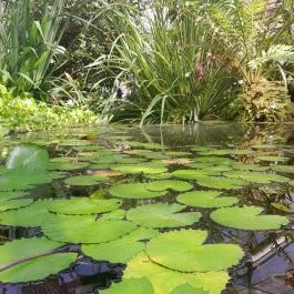 ELTE Füvészkert, Budapest - Egyéb