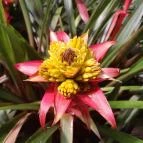 ELTE Füvészkert Budapest - Egyéb