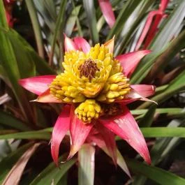 ELTE Füvészkert, Budapest - Egyéb