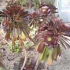 ELTE Füvészkert Budapest - Egyéb