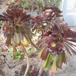 ELTE Füvészkert, Budapest - Egyéb