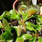 ELTE Füvészkert Budapest - Egyéb