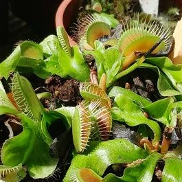 ELTE Füvészkert, Budapest - Egyéb