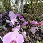 ELTE Füvészkert Budapest - Egyéb