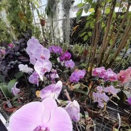 ELTE Füvészkert, Budapest - Egyéb