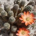 ELTE Füvészkert Budapest - Egyéb