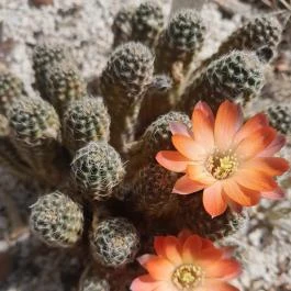 ELTE Füvészkert, Budapest - Egyéb