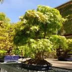 ELTE Füvészkert Budapest - Egyéb