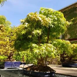 ELTE Füvészkert, Budapest - Egyéb