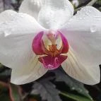 ELTE Füvészkert Budapest - Egyéb