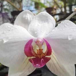 ELTE Füvészkert, Budapest - Egyéb