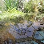 ELTE Füvészkert Budapest - Egyéb