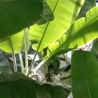 ELTE Füvészkert Budapest - Egyéb