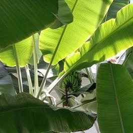 ELTE Füvészkert, Budapest - Egyéb