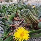 ELTE Füvészkert Budapest - Egyéb