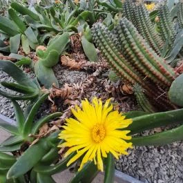 ELTE Füvészkert, Budapest - Egyéb