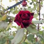 Esterházy-Kastély Fertőd - Egyéb