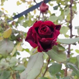 Esterházy-Kastély, Fertőd - Egyéb