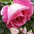 Esterházy-Kastély Fertőd - Egyéb