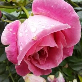 Esterházy-Kastély, Fertőd - Egyéb