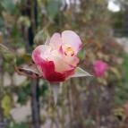 Esterházy-Kastély Fertőd - Egyéb