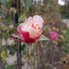 Esterházy-Kastély, Fertőd - Egyéb