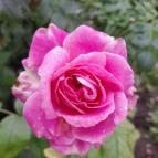 Esterházy-Kastély Fertőd - Egyéb