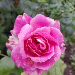 Esterházy-Kastély, Fertőd - Egyéb